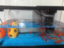 阔庭（KUOTING）鱼缸水族箱生态桌面鱼缸新款懒人鱼缸生态造景过滤制氧一体机黑色 实拍图