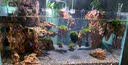 威力顿国象珊瑚专用胶海缸水族造景SPS粘珊瑚基座底座纽扣活石LPS鱼缸水草莫斯强力啫喱胶水可水下操作 国象珊瑚胶20g*3支(送指套) 实拍图