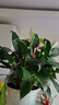 白掌盆栽一帆风顺水培植物室内花卉绿植水养红掌粉掌 白掌+粉掌（早安盆） 含盆 实拍图