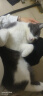 好主人猫粮 幼猫猫粮 室内天然粮 全价幼猫粮通用鸡肉味 2.5kg/5斤 实拍图