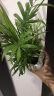 佰花锦办公桌面绿植盆栽发财树室内客厅奶油风网红盆景精致美观四季好养 袖珍椰子+PVC白泡泡盆 整体高度约15-25cm 实拍图