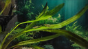 新款水草缸造景高级鱼缸背景贴纸5d高清画立体画立体壁画正胶自粘 意境造景水草-026 宽30cm-高20cm【送刮板】 实拍图