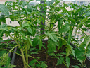 植物爬藤架黄瓜豆角西红柿架植物支撑杆园艺花架葡萄庭院户外 直径11mm长度150cm【10支】 实拍图