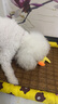 华元宠具（hoopet）狗狗玩具发声自嗨解闷毛绒玩偶黄鸭小狗磨牙神器耐咬逗狗宠物用品 实拍图