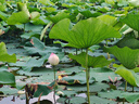 龙润润滑油4T摩托车机油 四冲程润滑油 10W-40 SF级 1L 摩托车保养 实拍图