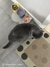 顽皮（Wanpy）猫罐头 泰国原装进口猫咪罐头 宠物猫零食湿粮成猫食品 吞拿鱼＋丁香鱼85g*6罐 实拍图