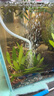 森森鱼缸增氧泵水族箱氧气泵LQE-200家用小型充氧泵4W双孔+全套配件 实拍图