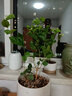 重瓣茉莉花盆栽浓香型南方四季开花带盆驱蚊绿植花卉室内阳台庭院 茉莉5~6棵带花苞发货【不含盆】 实拍图