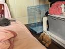 耐吉斯鲜肉夹心幼犬狗粮冻干生骨肉1.5kg无谷益生菌鸭肉梨中小型犬粮3斤 实拍图