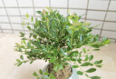 开时果 小叶赤楠盆景摆件 办公室桌面绿植花卉好养盆栽植物源头直发包邮 【热销款】哥窑浸墨盆+苔藓+底座 实拍图