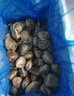 鲜京采【活鲜】大美贝净重5斤 每斤17-22粒 新鲜蛤蜊花甲 源头直发 实拍图