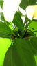 尚洋稻壳炭15L 盆栽植物花肥料透气活化调节土壤酸碱种植营养土基质土 实拍图