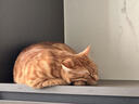 卫仕猫多维240片定制猫用复合维生素片维生素b美毛宠物营养猫咪维生素 实拍图