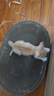 【京东物流】猫抓板磨爪猫窝一体耐磨不掉屑超大号猫玩具猫咪用品 椭圆小号+猫薄荷 实拍图