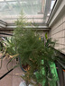 文竹盆栽植物室内办公室绿植花卉盆栽盆景四季常青小盆栽 中文竹【高度25厘米左右】 实拍图