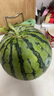 南汇 8424西瓜1粒装（单果3kg+） 实拍图