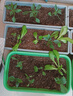 寿禾 长茄子苗带土秧苗紫黑亮长茄春季蔬菜苗 长茄苗9棵源头直发包邮 实拍图