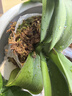史丹利特级干水苔蝴蝶兰专用营养土兰花文心兰干苔藓爬宠乌龟垫材 实拍图
