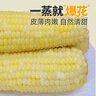 金沃瑞丰有机 白糯玉米棒220g*8根＞4斤 新鲜甜粘黏真空 非转基因 早餐 实拍图