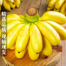 新鲜现摘海南皇帝蕉小香蕉软糯可口水果宝宝蕉 皇帝蕉净重5斤 实拍图