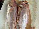 海钓红衫鱼 新鲜速冻金线鱼 潮汕海鲜冷冻水产品金丝红衫鱼红三鱼 一斤4-5条（去肚前500g) 实拍图