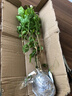 茉莉花苗盆栽带花苞九里香老桩花卉植物室内浓香四季开花好养 中份茉莉花【3-5颗】花苞一般 实拍图