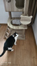 唐米吉吉加粗大型猫爬架猫窝猫树一体太空舱猫架子小户型不占地剑麻猫玩具 【165cm 7层】太空舱木质猫窝 实拍图