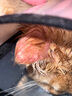杜邦卫可宠物消毒剂 狗狗猫尿除味剂环境除臭液去味喷雾猫咪清洁粉 杜邦卫可泡腾片 实拍图