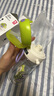 babycare双饮口儿童吸管杯运动水杯男女生学生杯子直饮幼儿园水壶儿童水杯 【限定西高地运动水杯】 600ml 实拍图