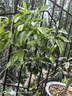 CHUANGSHIJI沙糖桔树苗南方北方种植橘子树苗柑桔果树果苗嫁接砂糖地栽盆栽 3年苗 (当年结果) 81cm(含)-110cm(含) 实拍图