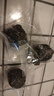 比比赞（BIBIZAN）五珍黑芝麻丸600g老人孕妇零食即食滋补丸糕点心早餐休闲零食品 实拍图