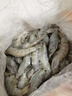 东上御品虾 青岛大虾基围虾鲜活青虾白虾海虾对虾冰虾冻虾生鲜 虾类 海鲜 3.6斤(净重)  盐冻大虾【单只冻】 14-16cm【单只无冰衣】 实拍图