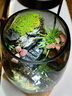 蜀山悬浮岛手工艺术苔藓微景观生态瓶家居摆件盆栽玄关处通用礼物 景观+定时植物灯+底座 晒单实拍图