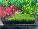 疯狂水草生态鱼缸水草泥造景水草缸底砂免洗底沙水藻泥3L水草专用泥基肥 实拍图