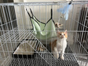 憨憨宠猫笼折叠猫笼子大号猫别墅加粗加密双层猫舍猫窝宠物猫咪用品家用 白色 600双层 实拍图