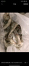 泰鲜达国产大虾 鲜冻白虾大号净重1.5kg 60-75只（40/50规格）虾类生鲜 实拍图