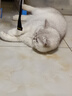 力狼猫粮 成猫幼猫通用型天然粮 【预售-超值囤货】全价猫粮20kg 实拍图