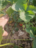 章华（SAVOL）牛油果损伤修护发膜（免蒸改善毛躁修护损伤亮泽飘逸防静电) 500mL 实拍图