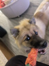 汪爸爸鲜肉无谷犬粮泰迪柯基比熊金毛小型犬中大型犬全价幼犬通用型狗粮 鲜肉幼犬粮4kg【囤货装】 12月以下 实拍图
