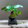 溥畔水培双杆苔藓镜面草盆景镜面草植物上水石微景观好养绿植翠屏金钱 水培【双杆】苔藓球镜面草 +陶瓷碗+四方底座 晒单实拍图