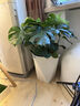 植男植女老桩龟背竹大盆栽客厅室内大型植物大叶北欧真绿植办公室源头直发 实拍图