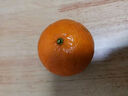 探味君 广西武鸣沃柑 新鲜水果应当季时令橘子桔子整箱 生鲜 净重8.5-9斤 单果55-60mm 实拍图