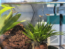 疯狂水草（FKSC）真水草鱼缸造景套餐净化水质懒人鱼缸水草植物直接入缸蜈蚣草 菖蒲【火山石底座】 实拍图