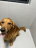 麦富迪狗粮藻趣儿15kg 成犬中大型小型犬通用牛肉螺旋藻 金毛泰迪柯基 实拍图