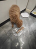 疯狂小狗宠物狗狗零食磨牙牛骨头成幼犬小大型犬洁齿耐啃 风干小牛排130g 实拍图