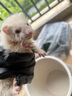 暮秋小主安哥鲁貂活体 宠物雪貂幼崽小龙貂活物亲人好养 红眼雪貂（死亡全赔） 实拍图