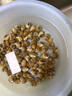 盛怡菲达【顺丰速发】花螺新鲜冷冻东风螺小香螺整箱商用批发海鲜水产 花螺 1000g 实拍图