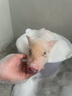暮秋小主【猪猪侠同款】宠物小香猪活体幼崽家养纯种迷你猪活物可爱萌宠 暹罗粉红猪（公） 实拍图