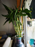 富贵竹水培植物盆栽水养客厅办公室绿色吸甲醛绿萝发财树花卉开花 带根招财富贵竹60厘米10棵+营养液 实拍图