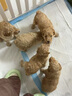 派乐特 猫奶瓶幼猫小奶猫新生宠物犬小狗狗喂奶器小猫奶嘴猫咪用品 60ml 实拍图
